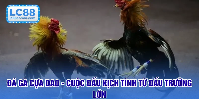 đá gà cựa dao