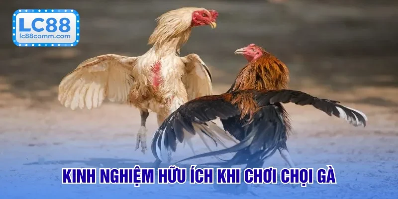 Kinh nghiệm hữu ích khi chơi chọi gà